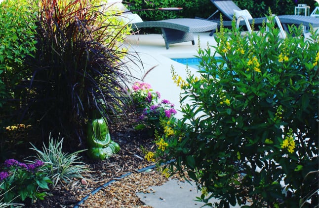 Controle des mauvaise herbes pour un gazon en santé